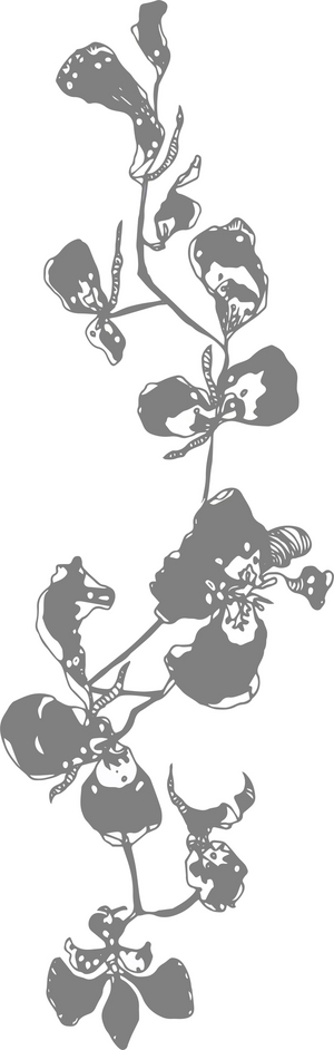 Grey Orchid, 2020 (digital)