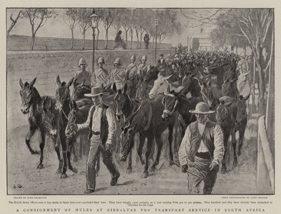A Consignment of Mules at Gibraltar for Transport Service in South Africa (litho)