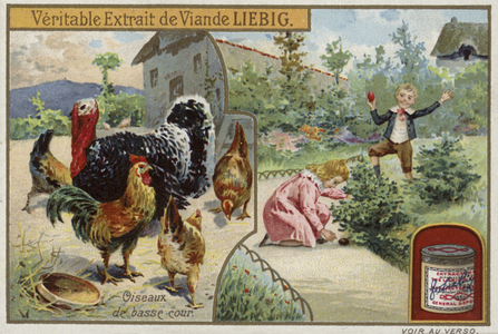 Liebig card featuring poultry (colour litho)