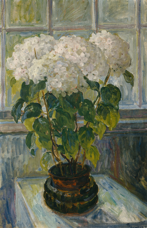 Hydrangea, 1911