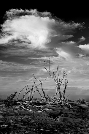 What the Wind Leaves Behind, 2013 (photo)
