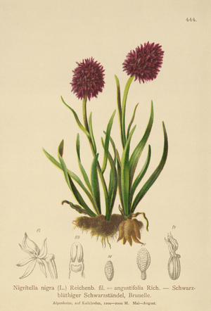 Black Vanilla Orchid (Nigritella nigra, Nigritella angustifolia) (colour litho)