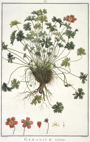 Geranium varium, from Geraniologia, seu Erodii, Pelargonii, Monsoniae et Grieli historia iconibus illustrata, 1787-1788