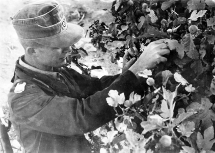 WW2 - African campaign - Tobruk 1941 (photo)