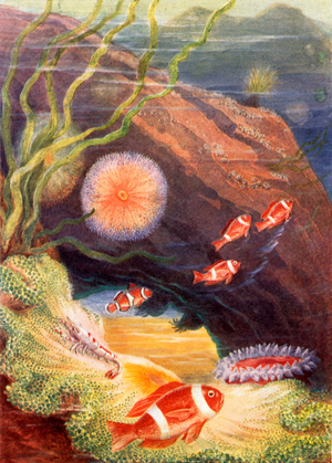 The garden of the sea (colour litho)