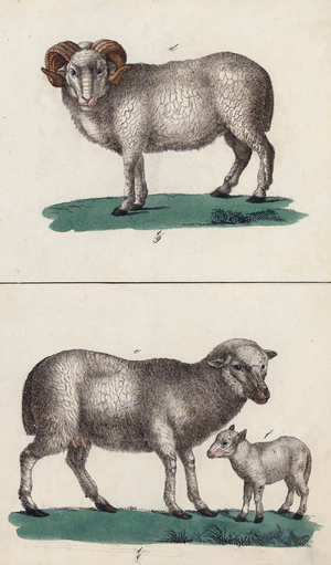 Ram, sheep and lamb (colour litho)