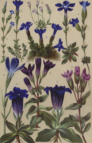 Alpine flora (chromolitho)