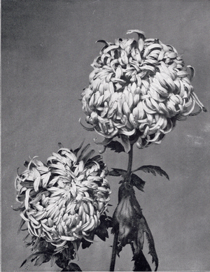 Chrysanthemum (photo)