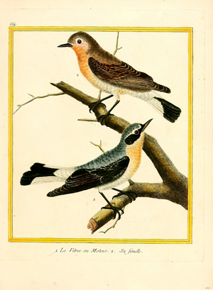 Vireo or Flycatcher and Female (print)