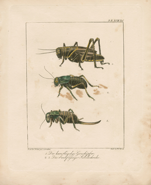 Grasshopper and Bush Crickets (hand-coloured copperplate engraving)