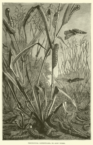 Processional Caterpillars, or Army Worms (engraving)