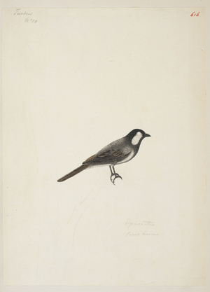 Great Tit, "Parus major cinereus"

 from the Raffles Collection, One hundred and twenty-nine drawings in watercolour of birds from Sumatra, 1820 (w/c on paper)