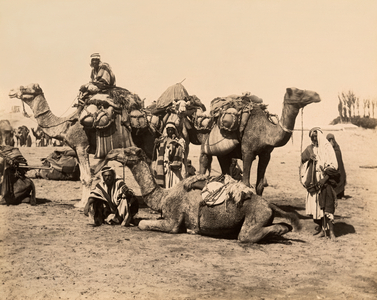 Egyptian Camel Caravan, Egypt, c.1890 (b/w photo)