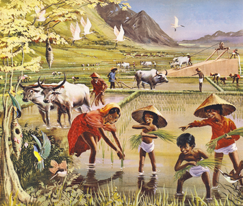 A rice, or paddy, field in Malaya (colour litho)