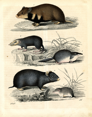 Various Insectivores and Rodents (hand-coloured engraving)