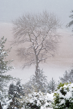 European Ash (Fraxinus excelsior) tree in snowstorm above beach, Caswell Bay, Gower, South Wales, UK (photo)
