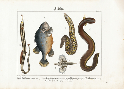 Diversity of marine fauna: Greater pipefish, Lumpfish, Sea moth, Moray eel and Electric eel, 1821 (lithography)