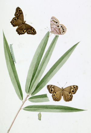 Papilio