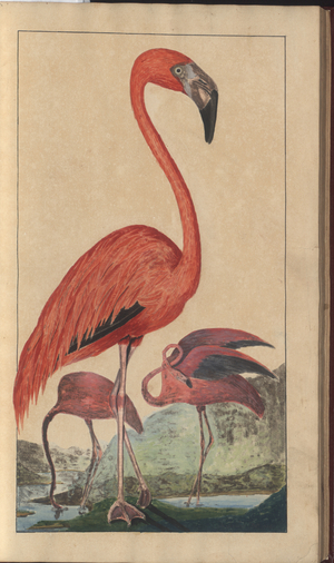 A page from the 'Elegancies of Jamaica', Vol V, 6, 1759-1780s (w/c on paper)