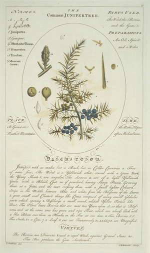 Juniperus communis, juniper, plate 53, 1759 (engraving)