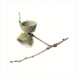 Acorn cups 2