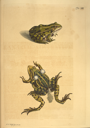 Two frogs, one laying spawn.