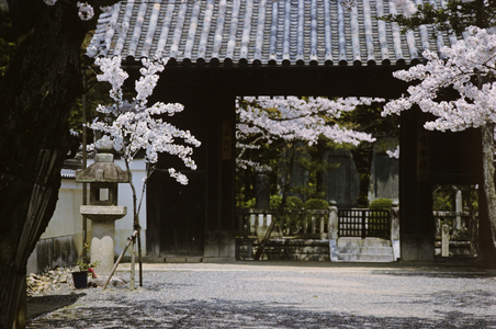 Cherry Viewing Festival, Japan (photo)