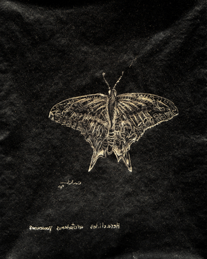 (80.15 W) Schaus Swallowtail Butterfly, 2010 (carbon paper drawing)
