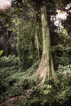 Corcovado Trail XVIII, 2025 (digital photography)