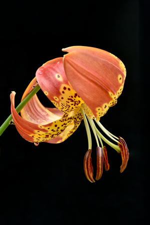 Lily 'fusion'/Lilium x pardalinum