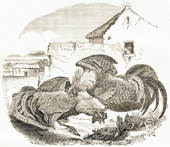 A cockfight, 1892 (engraving)