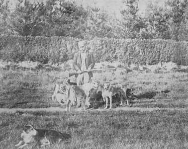 New Zealand, 1890s: Up-Country Scenes, Rabbiter and Dogs (b/w photo)