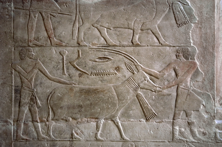 Egypt. Saqqara. Mastaba of Mereruka. Polychrome relief depicting Offering bearers with an antelope.