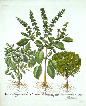 Holy Basil, and Two Further Varieties of Basil, from 'Hortus Eystettensis', by Basil Besler (1561-1629), pub. 1613 (hand-coloured engraving)