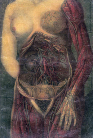 Anatomical study by Jacques Gautier d'Agoty, 1752 (painting)