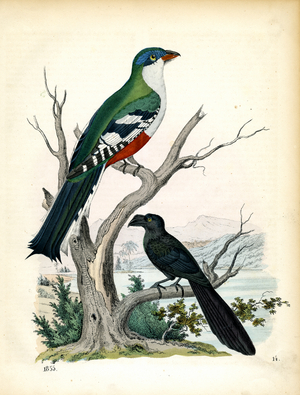 Trogon and Jackdaw on a Tree Branch (hand-coloured engraving)