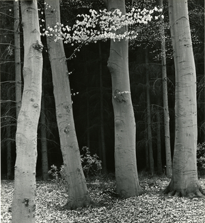 Beech Forest, Netherlands, 1971 (silver gelatin print)