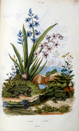 Toad; Botanical and zoological illustration by F. E. Guérin. From Dictionnaire pittoresque d'histoire naturelle et des phénomènes de la nature-1833/1834