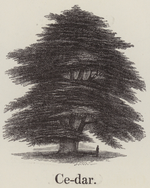 Cedar (engraving)