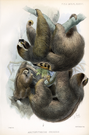 Gray-backed Sloth with Young (print)