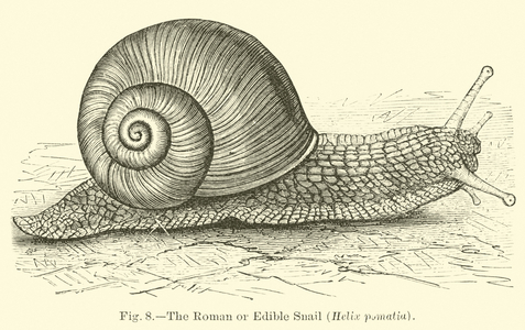 The Roman or Edible Snail (Helix pomatia) (engraving)