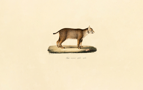Adult Bobcat, 1824 (hand-coloured litho)