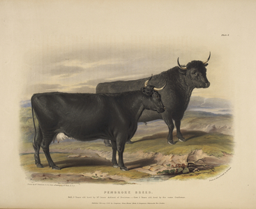 Pembroke breed