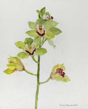 Green Orchid (w/c on paper)