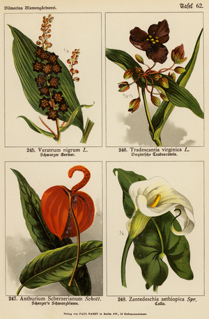 Veratrum Nigrum, Tradescantia Virginica, Anthurium Scherzerianum, Zantedeschia Aethiopica (colour litho)