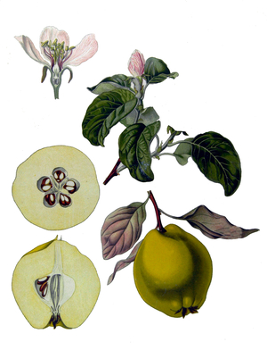 Germany: Cydonia oblonga - Quince - from Kohler's Medizinal Pflanzen, 1887