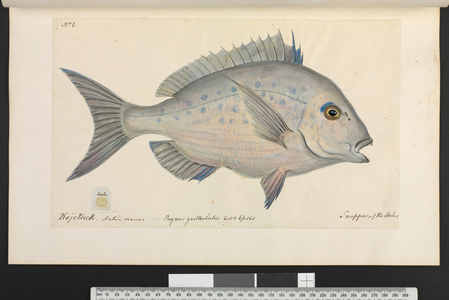 Pagrus guttulatus