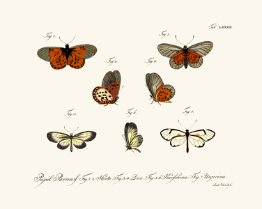 Butterflies, 1783-1806 (coloured engraving)