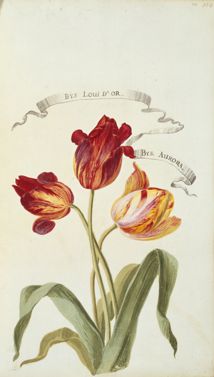 Louis D'Or and Aurora