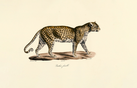 Female Leopard, 1824 (hand-coloured litho)